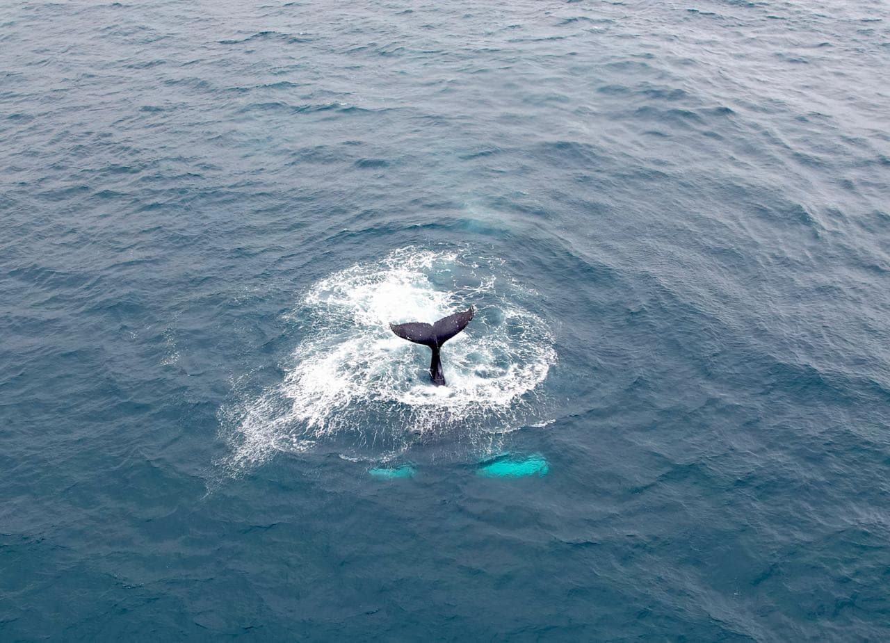 A wale tale in the ocean